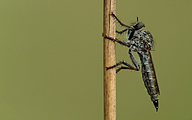 Brown Heath Robberfly (Machimus cingulatus)